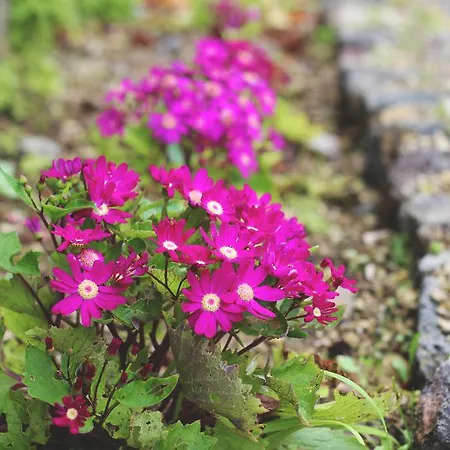 World's Nests Pods Village Aldeamento Turístico Furnas (Azores)