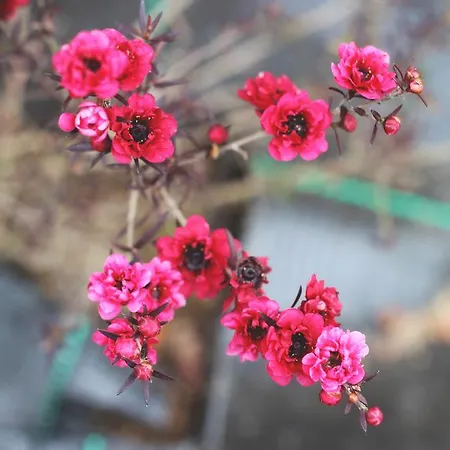 World's Nests Pods Village Furnas (Azores)