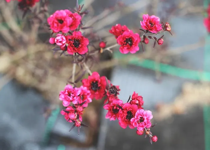 World's Nests Pods Village Furnas (Azores)